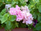 fénykép Kerti Virágok Petúnia, Petunia rózsaszín