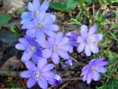 foto Trädgårdsblommor Blåsippor, Levermossa, Roundlobe Hepatica, Hepatica nobilis, Anemone hepatica ljusblå