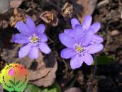 foto Trädgårdsblommor Blåsippor, Levermossa, Roundlobe Hepatica, Hepatica nobilis, Anemone hepatica lila