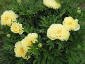 foto Flores de jardín Peonía, Paeonia amarillo