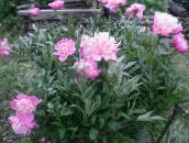 fotografie Zahradní květiny Pivoňka, Paeonia růžový