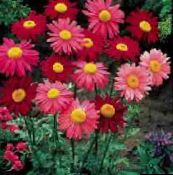 bilde Hage Blomster Malt Daisy, Golden Fjær, Golden Feverfew, Pyrethrum hybridum, Tanacetum coccineum, Tanacetum parthenium rød