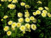 foto Flores do Jardim Margarida Pintada, Pena Dourada, Feverfew Dourado, Pyrethrum hybridum, Tanacetum coccineum, Tanacetum parthenium amarelo