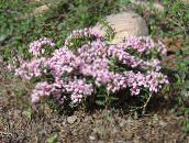 foto I fiori da giardino Palude Rosmarino, Comune Rosmarino Palude, Palude Andromeda rosa
