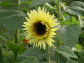 снимка Градински цветове Слънчоглед, Helianthus annus жълт