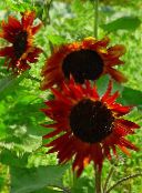 фото Садові Квіти Соняшник Однорічний, Helianthus annus бордовий