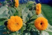 снимка Градински цветове Слънчоглед, Helianthus annus оранжев