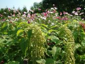 foto Have Blomster Amaranthus, Kærlighed-Løgne-Blødning, Kiwicha, Amaranthus caudatus grøn