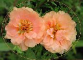 foto Trädgårdsblommor Sol Växt, Portulaca Ökade Mossa, Portulaca grandiflora rosa