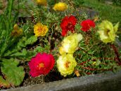 fénykép Kerti Virágok Nap Növény, Portulaca, Rózsa Moha, Portulaca grandiflora piros