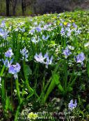 снимка Градински цветове Сибирски Синчец, Сцила, Scilla светло синьо