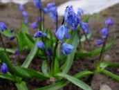fotoğraf Bahçe çiçekleri Sibirya Adasoğanı, Scilla mavi