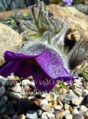fotografie  Floare Pasque, Pulsatilla violet