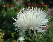 foto I fiori da giardino Amberboa, Dolce Sultan bianco
