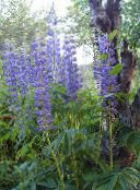 фото Садовые цветы Люпин, Lupinus синий