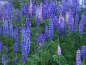 foto I fiori da giardino Lupin Streamside, Lupinus azzurro