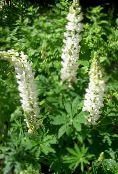 foto I fiori da giardino Lupin Streamside, Lupinus bianco