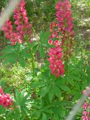фото Садовые цветы Люпин, Lupinus красный