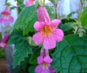 foto Flores do Jardim Chinese Dedaleira, Rehmannia rosa