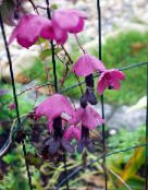 foto Flores de jardín Vid Campana Púrpura, Rhodochiton rosa