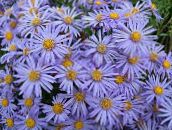 photo les fleurs du jardin Aster Ialian, Amellus bleu ciel