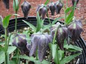 foto Flores do Jardim Coroar Fritillaria Imperial preto