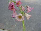 fénykép Kerti Virágok Koronát Császári Fritillaria rózsaszín