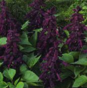 foto Flores de jardín Salvia Roja, Salvia Escarlata, Salvia splendens púrpura