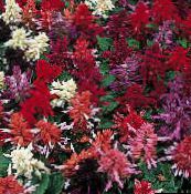 fénykép Kerti Virágok Skarlát Zsálya, Vörös Zsálya, Vörös Salvia, Salvia splendens burgundia