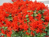 foto Vrtne Cvjetovi Scarlet Kadulja, Salvia Grimizno Crvena Kadulja, Salvia Crvena, Salvia splendens crvena