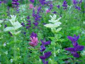 foto Dārza Ziedi Muskatsalvijas, Krāsotas Salvija, Horminum Salvija, Salvia balts