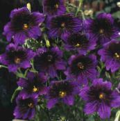 fotografie Záhradné kvety Maľované Jazyk, Salpiglossis fialový
