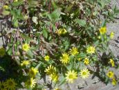 foto Flores de jardín Rastrero Zinnia, Sanvitalia amarillo