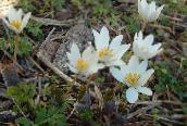 foto Have Blomster Bloodroot, Rød Puccoon, Sanguinaria hvid
