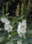 foto Flores de jardín Checkerbloom, Malvarrosa Miniatura, Malva Pradera, Malva Corrector, Sidalcea blanco