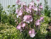 foto Trädgårdsblommor Checkerbloom, Miniatyr Stockros, Prärie Malva, Checker Malva, Sidalcea rosa