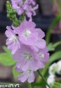 foto Have Blomster Checkerbloom, Miniature Stokrose, Prærie Katost, Checker Katost, Sidalcea lilla