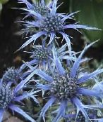 foto I fiori da giardino Mare Ametista Agrifoglio, Eryngo Alpine, Mare Alpine Agrifoglio, Eryngium azzurro