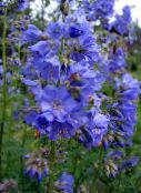 φωτογραφία Λουλούδια κήπου Σκάλα Του Ιακώβ, Polemonium caeruleum γαλάζιο