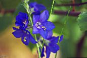 bilde Hage Blomster Jakobs Stige, Polemonium caeruleum blå