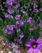 foto Tuin Bloemen Stout Blue-Eyed Gras, Blue Eye-Grass, Sisyrinchium lila