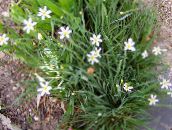 fotografie Záhradné kvety Tučný Modrooký Tráva, Modré Oči, Tráva, Sisyrinchium biely