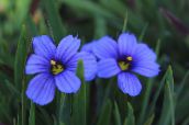 foto Flores do Jardim Stout Grama De Olhos Azuis, Olhos Azuis-Grass, Sisyrinchium luz azul