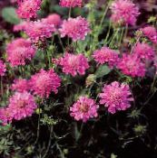 pink Scabiosa, Nålepude Blomst