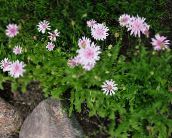 zdjęcie Ogrodowe Kwiaty Crepis różowy