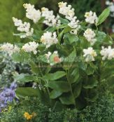 foto Flores de jardín Mayflower De Canadá, Falsa Lirio De Los Valles, Smilacina, Maianthemum  canadense blanco