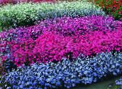 foto Flores do Jardim Rosa Do Céu, Viscaria, Silene coeli-rosa luz azul