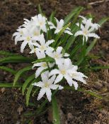 fotografija Vrtno Cvetje Slava Snegu, Chionodoxa bela