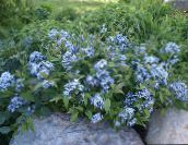 foto Flores do Jardim Azul Dogbane, Amsonia tabernaemontana luz azul