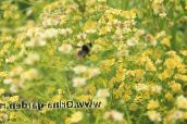 zdjęcie Ogrodowe Kwiaty Solidaster żółty